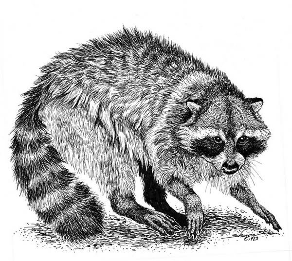 Raccoon defending it's territory drawing